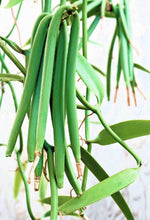 Cargar imagen en el visor de la galería, Image 03: Tiki Monoi Oils Monoi Tiki Vanille 60Ml