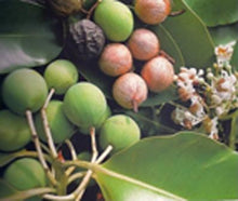 Cargar imagen en el visor de la galería, Tiki Savon Tamanu 130 Gr

